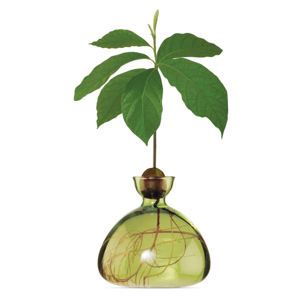 Avocado Vase by Ilex Studio