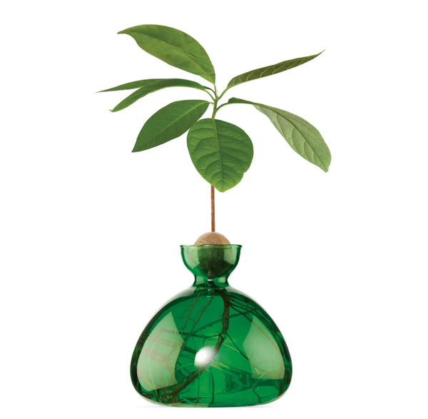 Avocado Vase by Ilex Studio