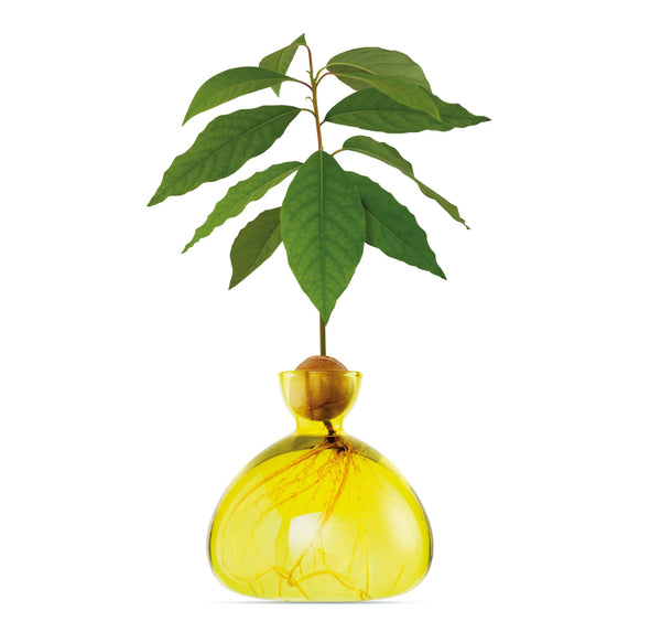 Avocado Vase by Ilex Studio