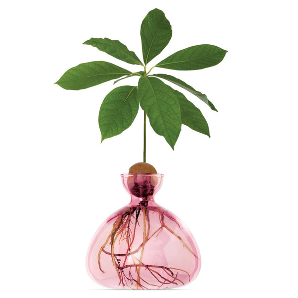 Avocado Vase by Ilex Studio