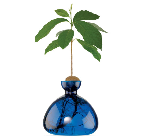 Avocado Vase by Ilex Studio
