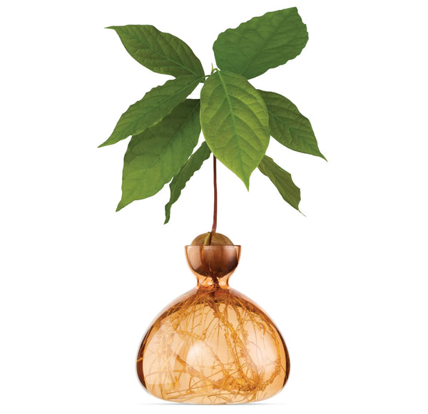 Avocado Vase by Ilex Studio