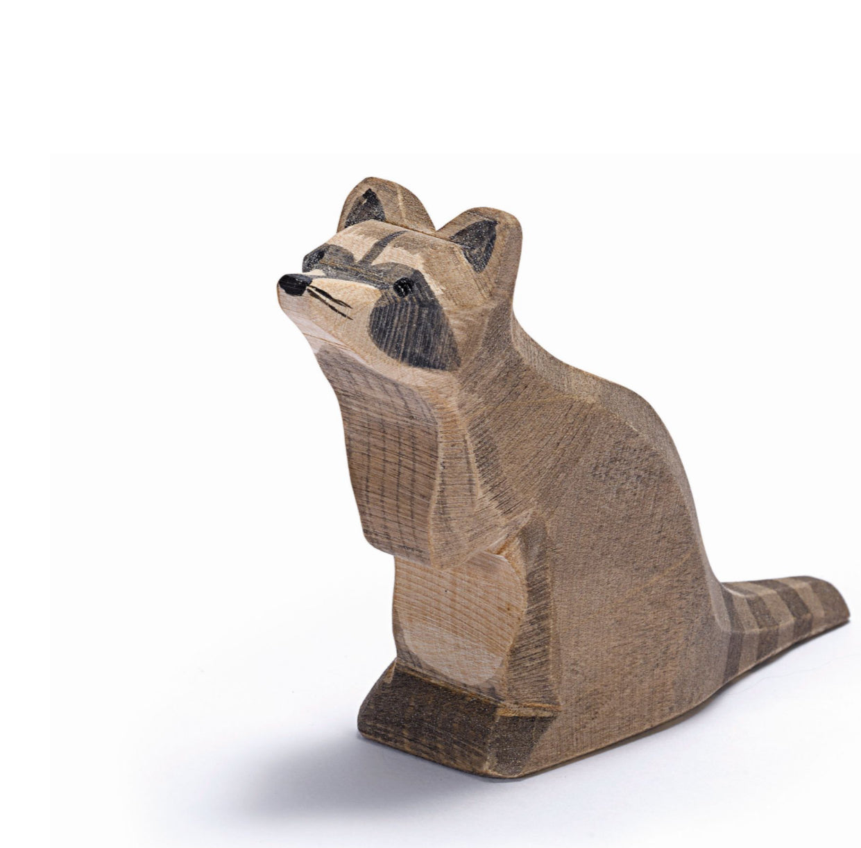 Ostheimer Racoon Sitting