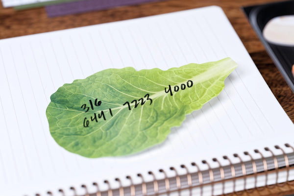 B8 Mart Sticky Notes, Lettuce Leaf And Fresh Fish