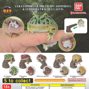 Creature Encyclopedia: Japanese Toad and Moria Tree Frog capsule