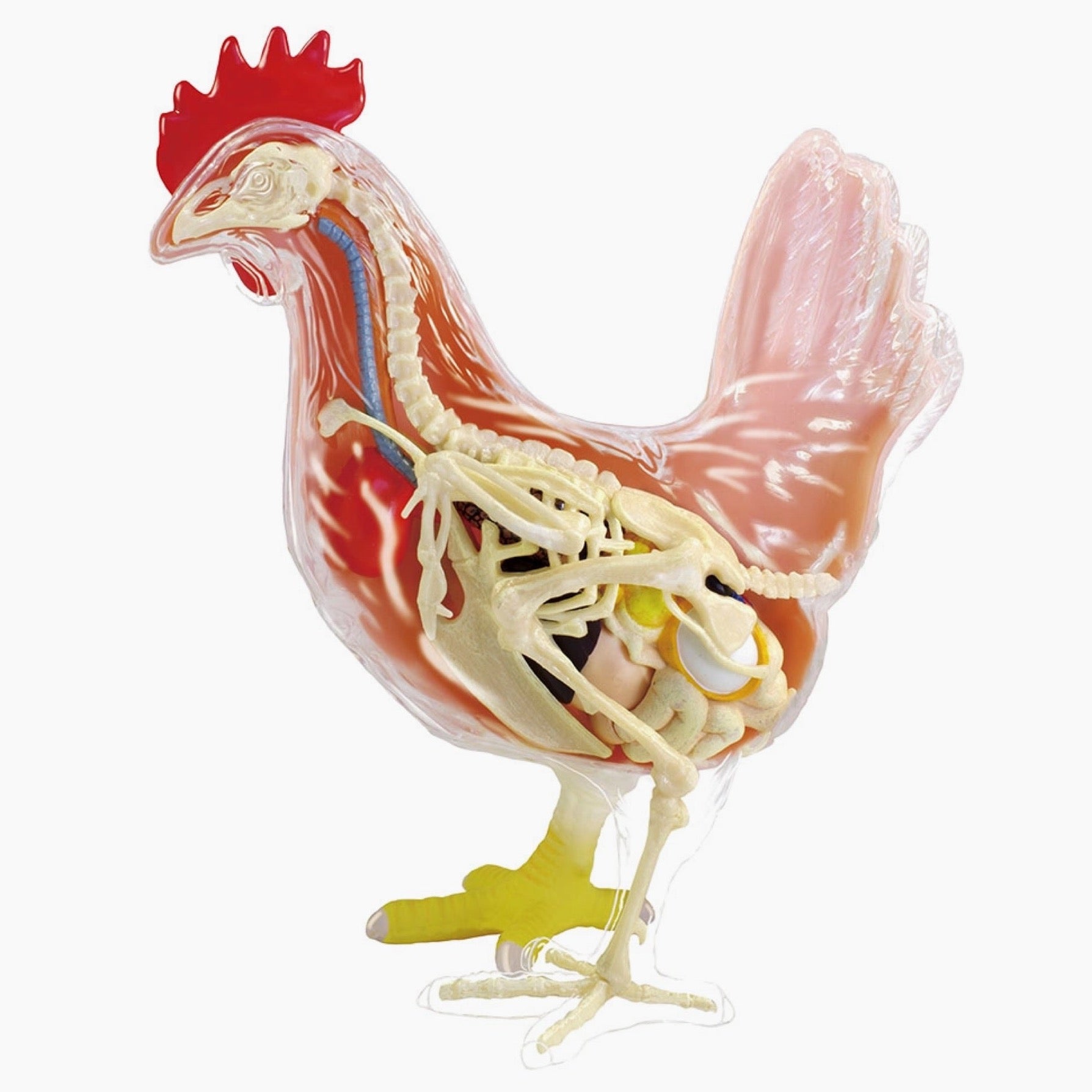 Chicken Anatomy Model