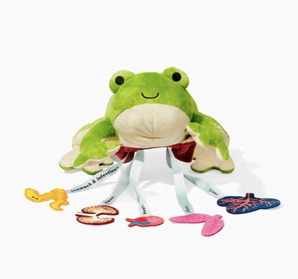 Froggie Dissection Lab, Anatomy Learning Toy For Kids