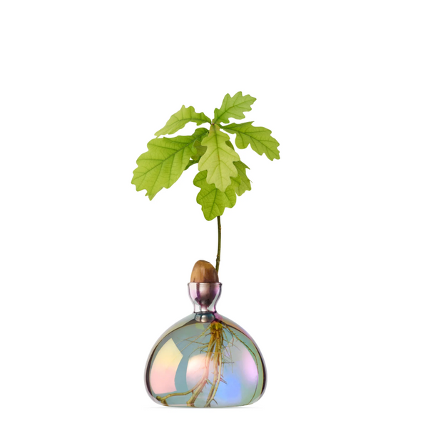 Acorn Vase by Ilex Studio