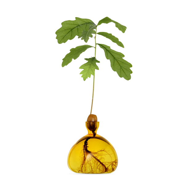 Acorn Vase by Ilex Studio