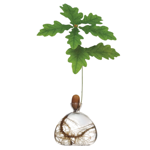 Acorn Vase by Ilex Studio